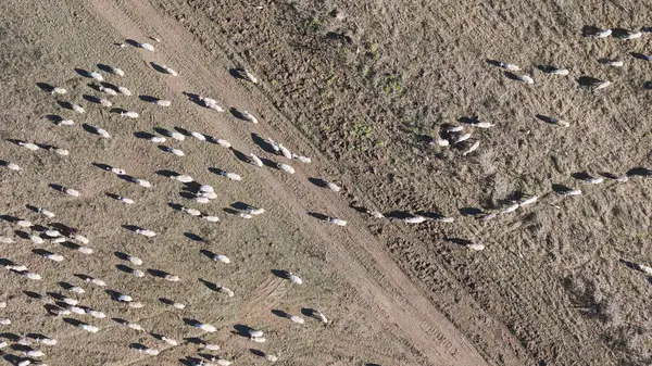 stock image Aerial drone shot flying over a flock of sheep walking on the road. Cloudy day, low altitude flight.