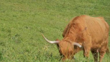 Kahverengi dağ ineği huzurlu bir şekilde yemyeşil çimlerde otlar.