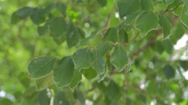 Güneş ışığı, rüzgarda hafifçe esen bir ağacın yaprakları arasında parlar.