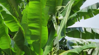 Yeşil muz yaprakları hafif bir esintide sallanıyor