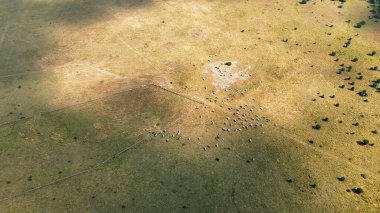 Yeşil bir tarlada otlayan ineklerin hava manzarası güneşli bir günün tadını çıkarıyor.