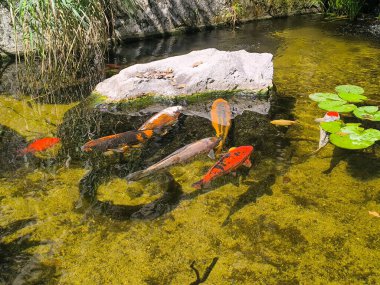 Canlı koi balıkları sakin bir gölette süzülür, canlı renkleri sakin su ve yemyeşil bitkilerle çok uyumsuzdur. Güneş ışığı yaprakların arasından süzülüp barışçıl bir atmosfer yaratır..