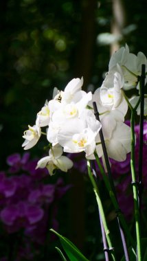 Parlak beyaz orkideler, yumuşak güneş ışığıyla aydınlatılan yemyeşil yeşilliklerin arasında dimdik dururken canlı mor çiçekler, sakin bir bahçede çarpıcı bir zemin oluşturur..