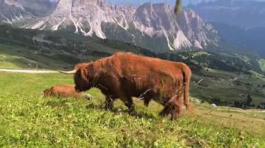 Dolomitlerin kalbinde, bir çift İskoç sığırı canlı yeşil bir çayırda özgürce dolaşır..