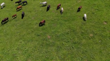 Değişik renklerdeki atlar canlı yeşil çayırlarda özgürce dolaşır, sıcak güneşin ve taze otların tadını çıkarırken kırsal alanda huzurlu bir atmosfer yaratır..