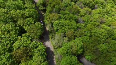 A winding dirt path cuts through a dense forest, surrounded by vibrant green trees. Sunlight filters through the foliage, creating a serene atmosphere in the summer.