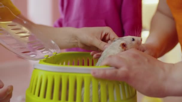 Close Cute Penasaran Berbulu Putih Tikus Domestik Melihat Keluar Dari — Stok Video