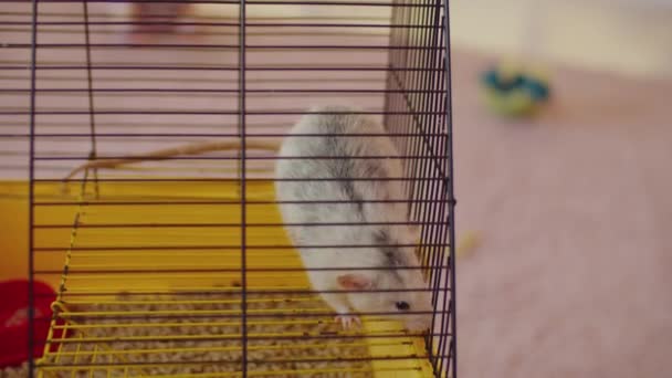 可爱而好奇的绒毛白色家鼠嗅闻的特写镜头 在适应新家的同时 从敞开的笼子向外张望 — 图库视频影像