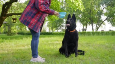 Orta yaşlı, Asyalı bir köpek sahibinin yaz günü yürüyüş yaparken verdiği yeşil park çimenliğindeki plastik kaseden su içen sevimli Doğu Avrupa siyah dişi çoban köpeği..