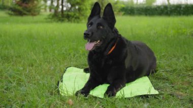İtaatkar Doğu Avrupalı dişi çoban yeşil park çimlerinde köpek serinleten mindere uzanmış, doğada dinlenirken meraklı bakışlarla bakıyor..