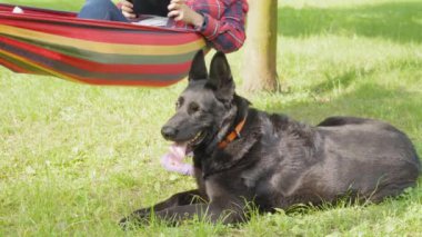 Sevimli itaatkar Doğu Avrupa 'lı siyahi kadın çoban yaz parkında yürürken hamakta sallanan dişi köpek sahibinin yanındaki yeşil park çimlerinde dinleniyor..