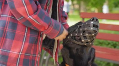Yakından sevilen evcil hayvan sahibi. Kamu parkında yürüdükten sonra tatlı siyah çoban köpeğinin ağzını nazikçe okşuyor..