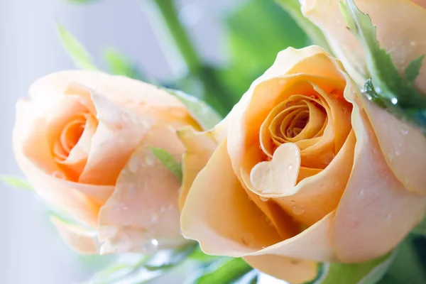 Romantické Čajové Růže Řezaným Srdcem Okvětních Lístků Zblízka — Stock fotografie