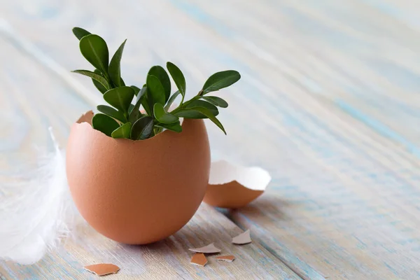 Young Sprigs Boxwood Growing Eggshell Light Wooden Background Easter Symbol — Stock Photo, Image