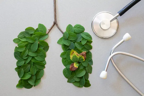 Menschliche Lungen Symbol Mit Grünen Blättern Mit Stethoskop Konzept Der Stockbild