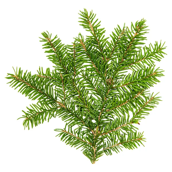 Spruce Tree Branch Isolated White Background Spruce Branches — Stock Photo, Image