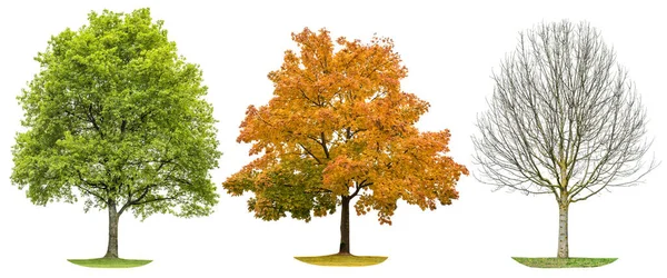 Silueta Stromu Izolovaná Bílém Pozadí Jaro Léto Podzim Zima — Stock fotografie