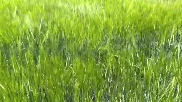 Yeşil Çim Tarlası Bahar Doğası Manzarası Rüzgarda Sallanan Otlar Yüksek — Stok video
