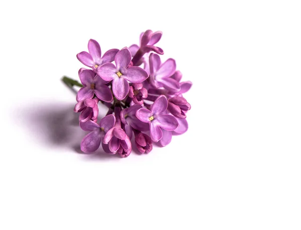 Branche Fleurs Lilas Violettes Sur Fond Blanc — Photo