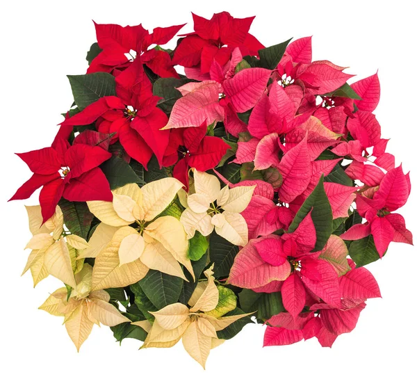 Poinsettia Flowers Red Pink Yellow Christmas Flower Isolated White Background — Stock Photo, Image