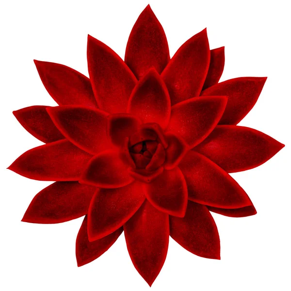 Suculenta Planta Exótica Viva Magenta Color Rojo Aislado Sobre Fondo Fotos De Stock Sin Royalties Gratis
