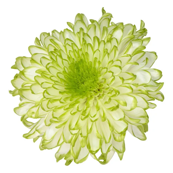 Cabeza Flor Crisantemo Flor Blanca Aislada Sobre Fondo Blanco Fotos De Stock