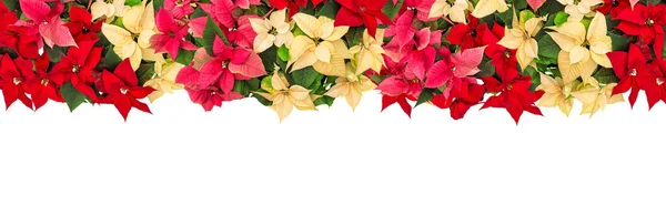 Guirnalda Flores Poinsettia Navidad Frontera Decoración Floral Aislada Sobre Fondo Fotos De Stock Sin Royalties Gratis