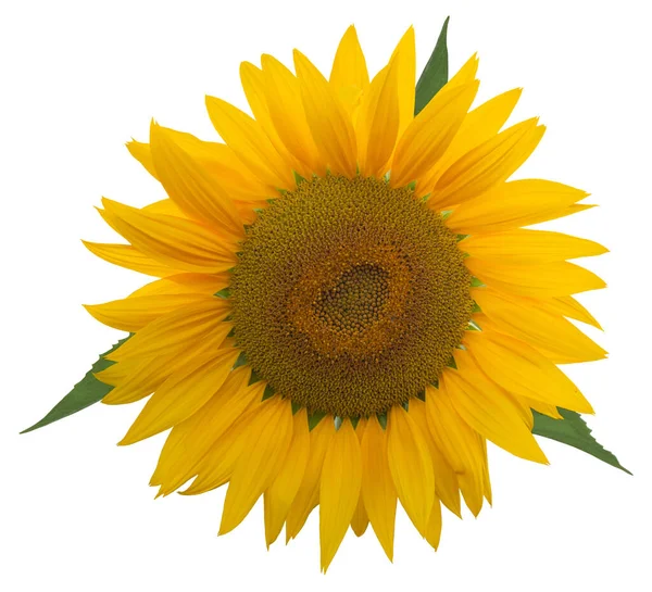 Sonnenblume Isolierte Blume Kopf Auf Weißem Hintergrund — Stockfoto