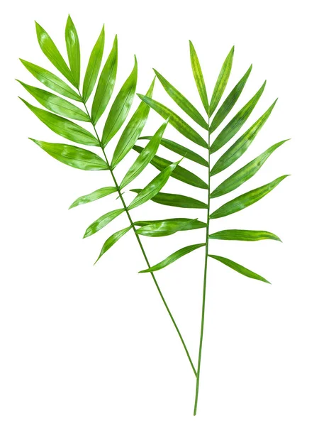 Zielone Liście Palmy Odizolowane Białym Tle — Zdjęcie stockowe