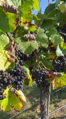 Bir üzüm bağında toplanmaya hazır kırmızı şarap üzümleri. 