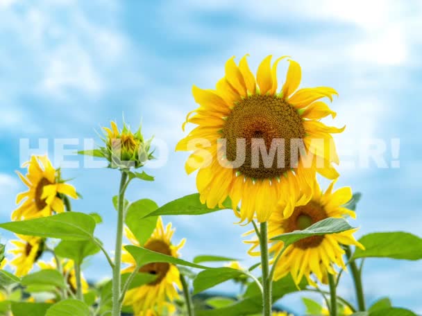 Привіт Літо Красивий Літній Пейзаж Природи Соняшниками Блакитним Небом — стокове відео