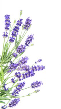 Fresh lavender flowers on white background clipart