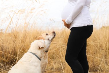 İki Labrador köpeği çivi tarlasında hamile bir kadına bakıyor.