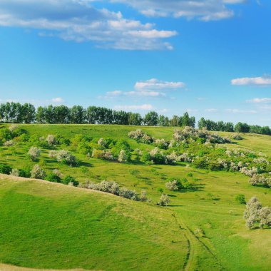 Yeşil alan manzarası ve mavi gökyüzü. Güneşli yaz gününde tepedeki çimlere, ağaçlara ve çalılara panoramik manzara.