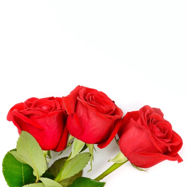 Drei Rote Rosen Isoliert Auf Weißem Hintergrund Freiraum Für Text — Stockfoto