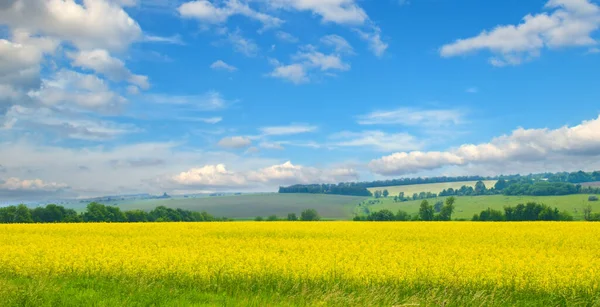 Oliehoudende Zaden Bloeien Landbouwgrond Het Platteland Onder Blauwe Hemel Met — Stockfoto