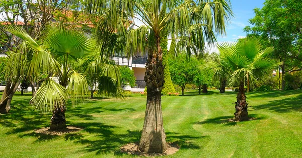 热带花园 棕榈树和绿色草坪 阳光明媚的日子 宽幅照片 — 图库照片