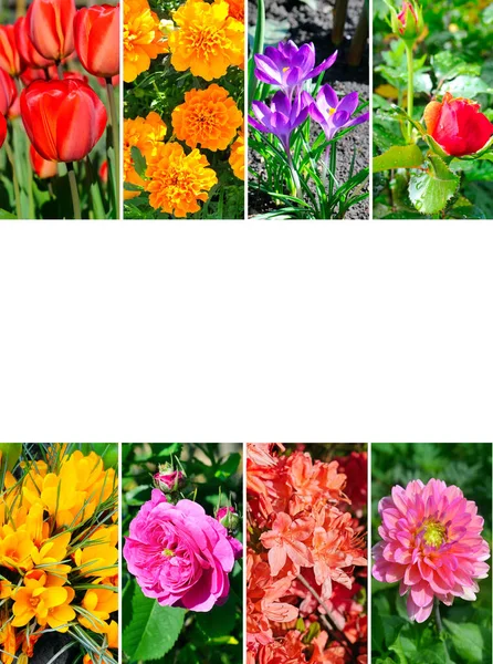 Photo Collage Different Beautiful Flowers Sunny Day Free Space Text — Stock Photo, Image