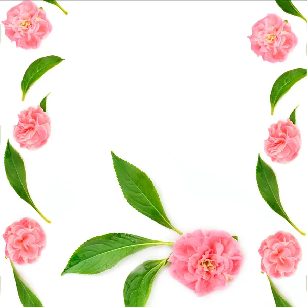 Floraler Kreativer Rahmen Blumenmuster Und Balsamblätter Isoliert Auf Weißem Hintergrund — Stockfoto