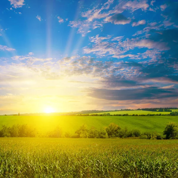 Vihreä Maissi Kenttä Maatalouden Puutarhassa Valo Paistaa Auringonlasku — kuvapankkivalokuva