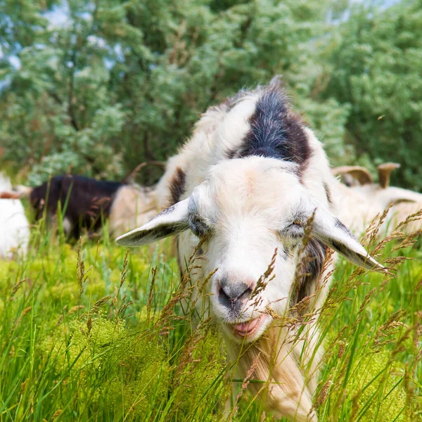 Funny Domestic Goat Eats Grass Meadow — Stock Photo, Image