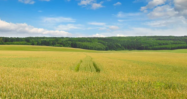 黄金の小麦畑と青空 広い写真 — ストック写真