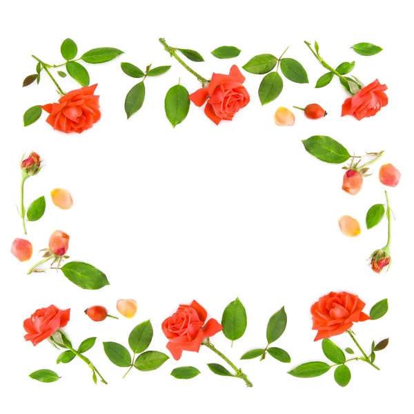 Rosas Escarlata Hojas Verdes Aisladas Sobre Fondo Blanco — Foto de Stock