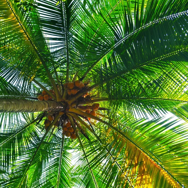 Kokos Lub Palma Niebieskim Tle Nieba — Zdjęcie stockowe