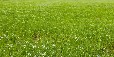 Bir tarlada çiçek açan mavi ketenin arka planı. Geniş resim.
