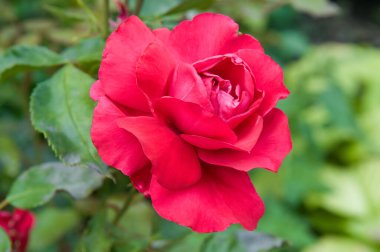 Scarlet rose with dew drops in the summer garden.