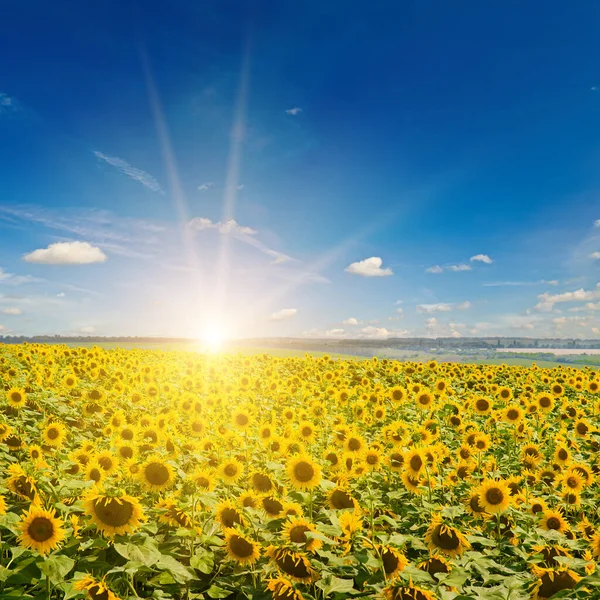 Bloeiende Zonnebloemveld Een Achtergrond Zonsopgang — Stockfoto