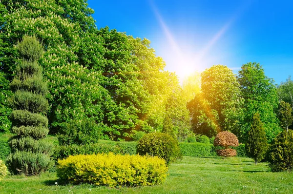 Stadtgarten Mit Blühenden Kastanienbäumen Hecken Grünen Wiesen Und Sonnenaufgang Frühling — Stockfoto