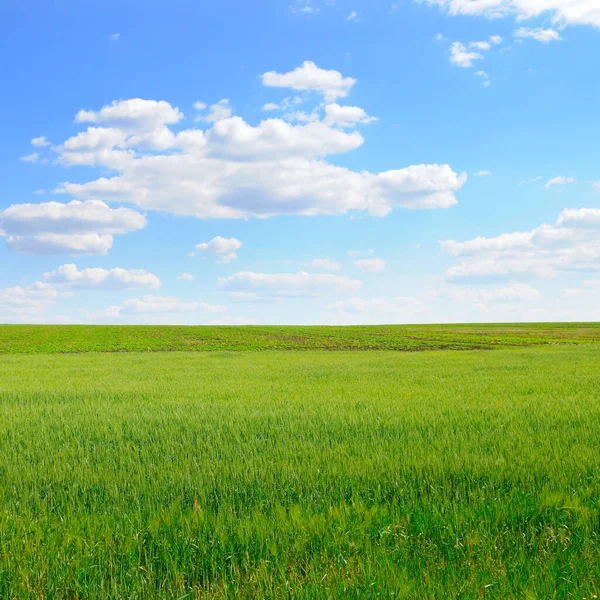 Yeşil Buğday Tarlası Mavi Kümülüs Gökyüzü — Stok fotoğraf