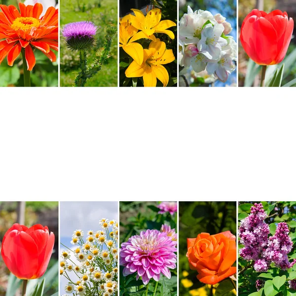 Fotocollage Von Verschiedenen Schönen Blumen Einem Sonnigen Tag Freiraum Für — Stockfoto